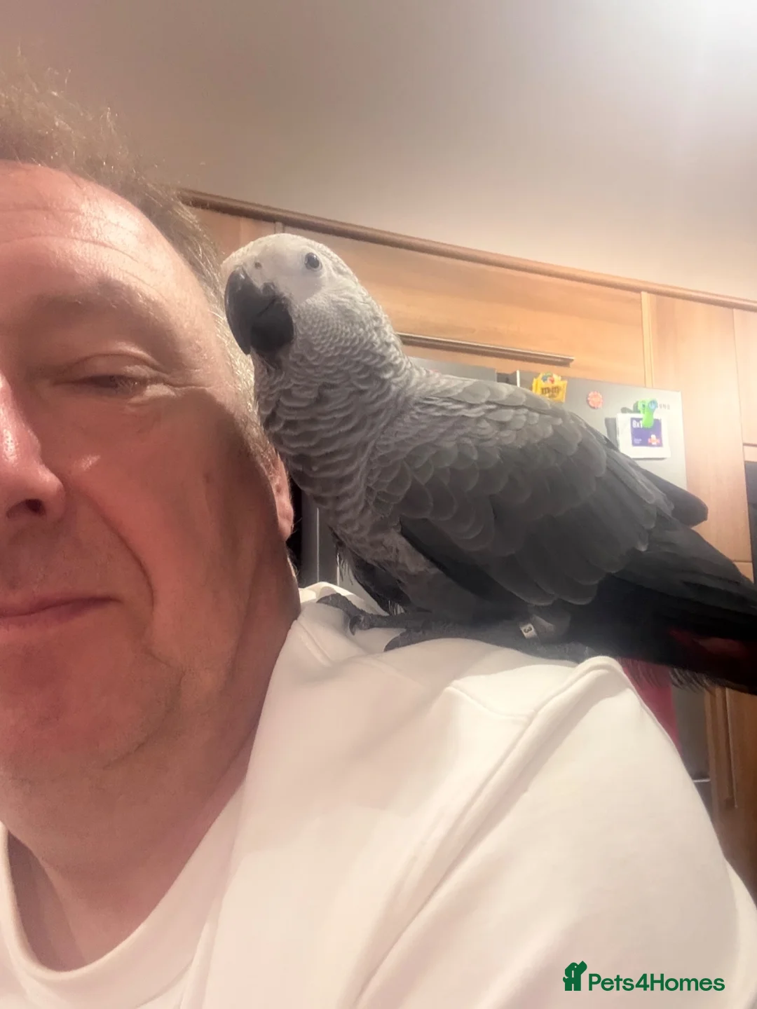 Parrots birds for sale: Hand reared African grey (female)  - Advert 2