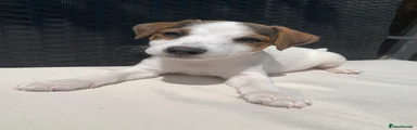 Jack Russell 3