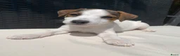 Jack Russell dogs for sale: Jack Russell puppies - Advert 4