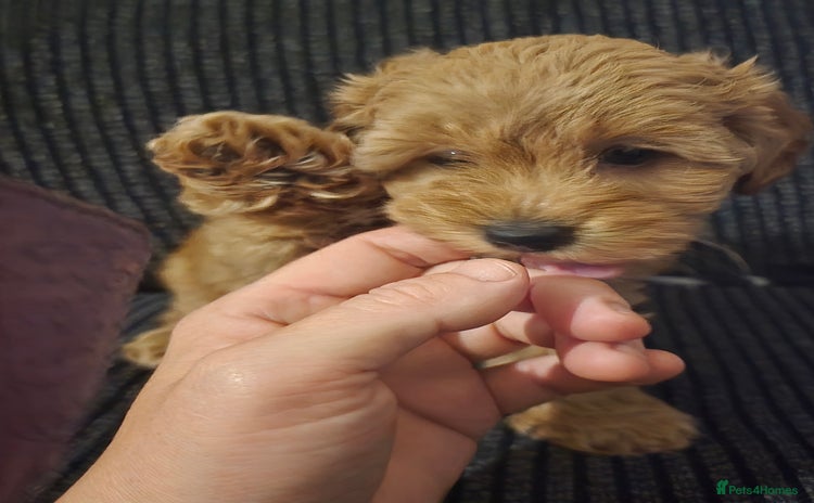 Lhasapoo dogs - Advert 1