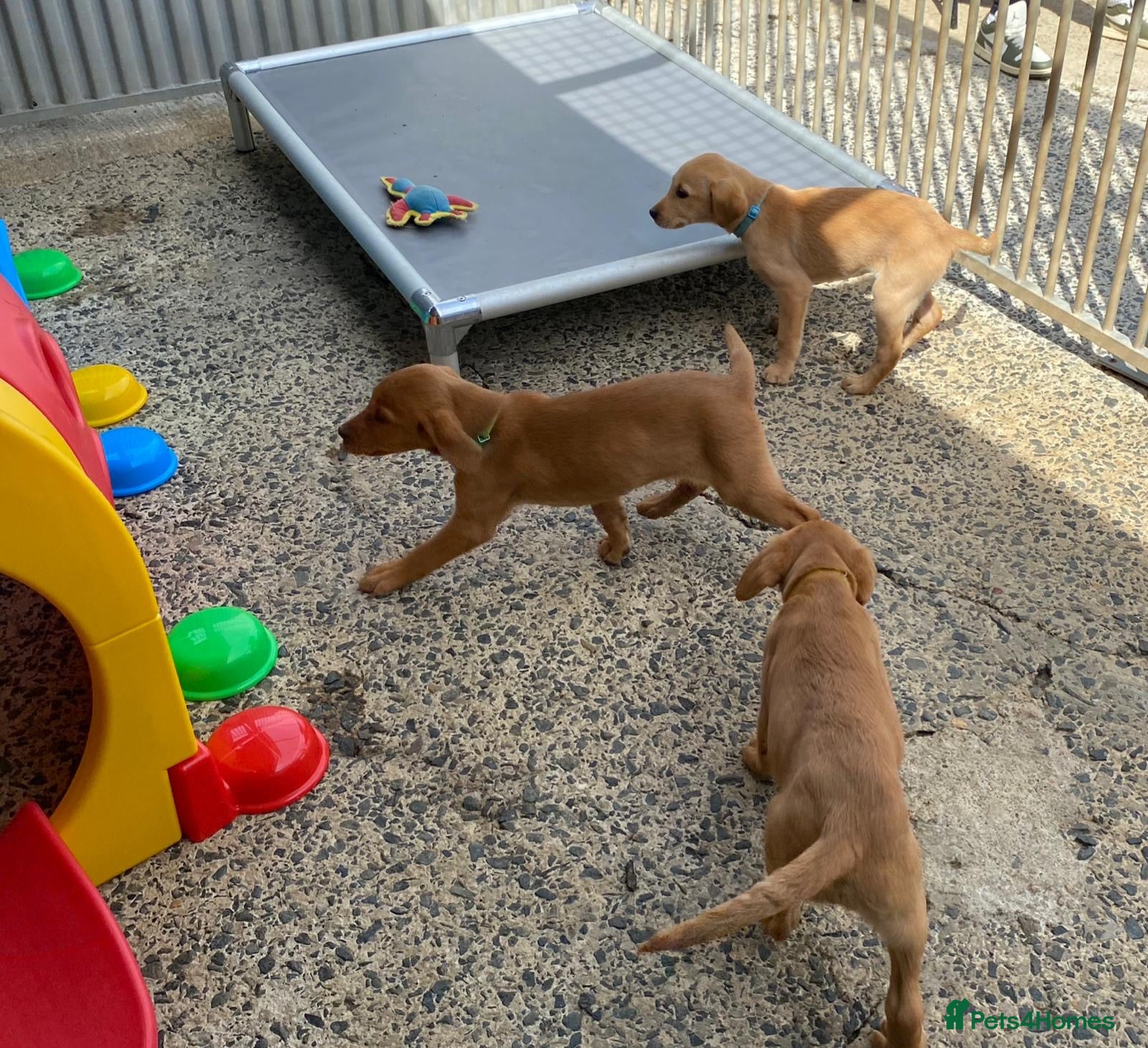 Labrador Retriever dogs Labrador puppies KC Fully health tested parents  - Advert 3