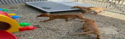 Labrador Retriever dogs for sale: Labrador puppies KC Fully health tested parents  - Advert 2