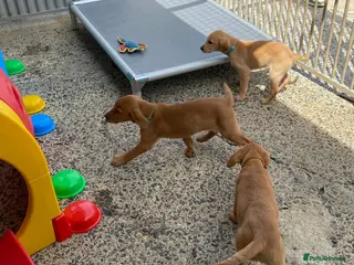Labrador Retriever dogs Labrador puppies KC Fully health tested parents - Advert 3