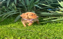 Mixed Breed dogs for sale: Beautiful litter of Golden Irish Puppies  - Image 8