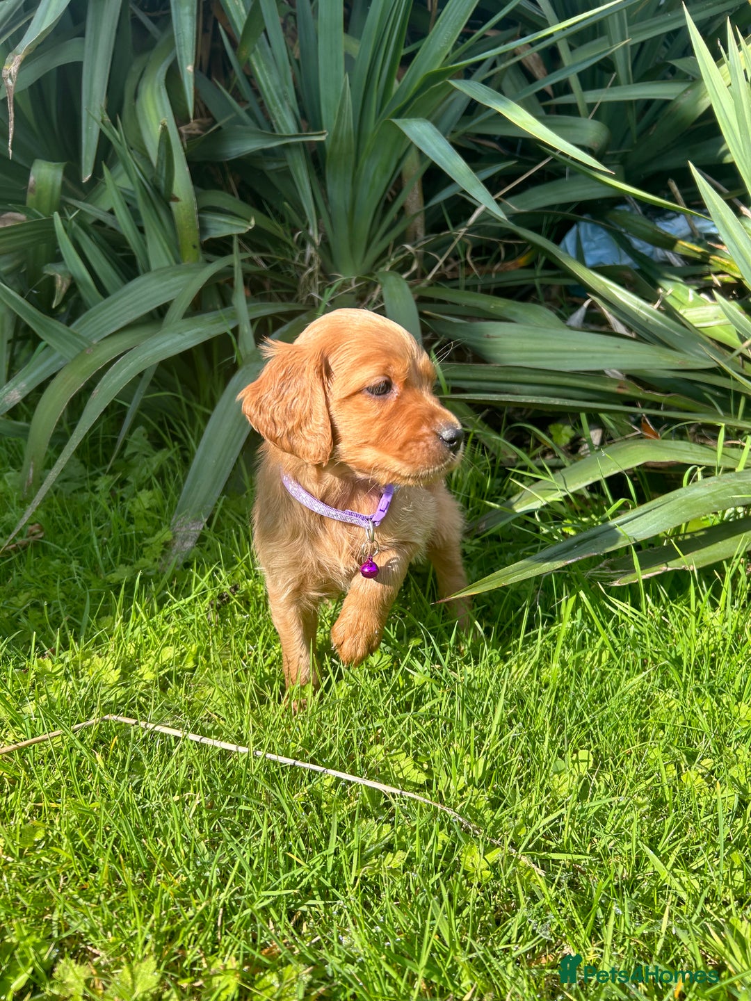 Mixed Breed dogs for sale: Beautiful litter of Golden Irish Puppies  - Image 8