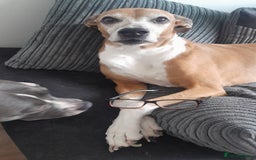 Golden Retriever dogs for sale: Boxer/lurcher rehome - Image 1