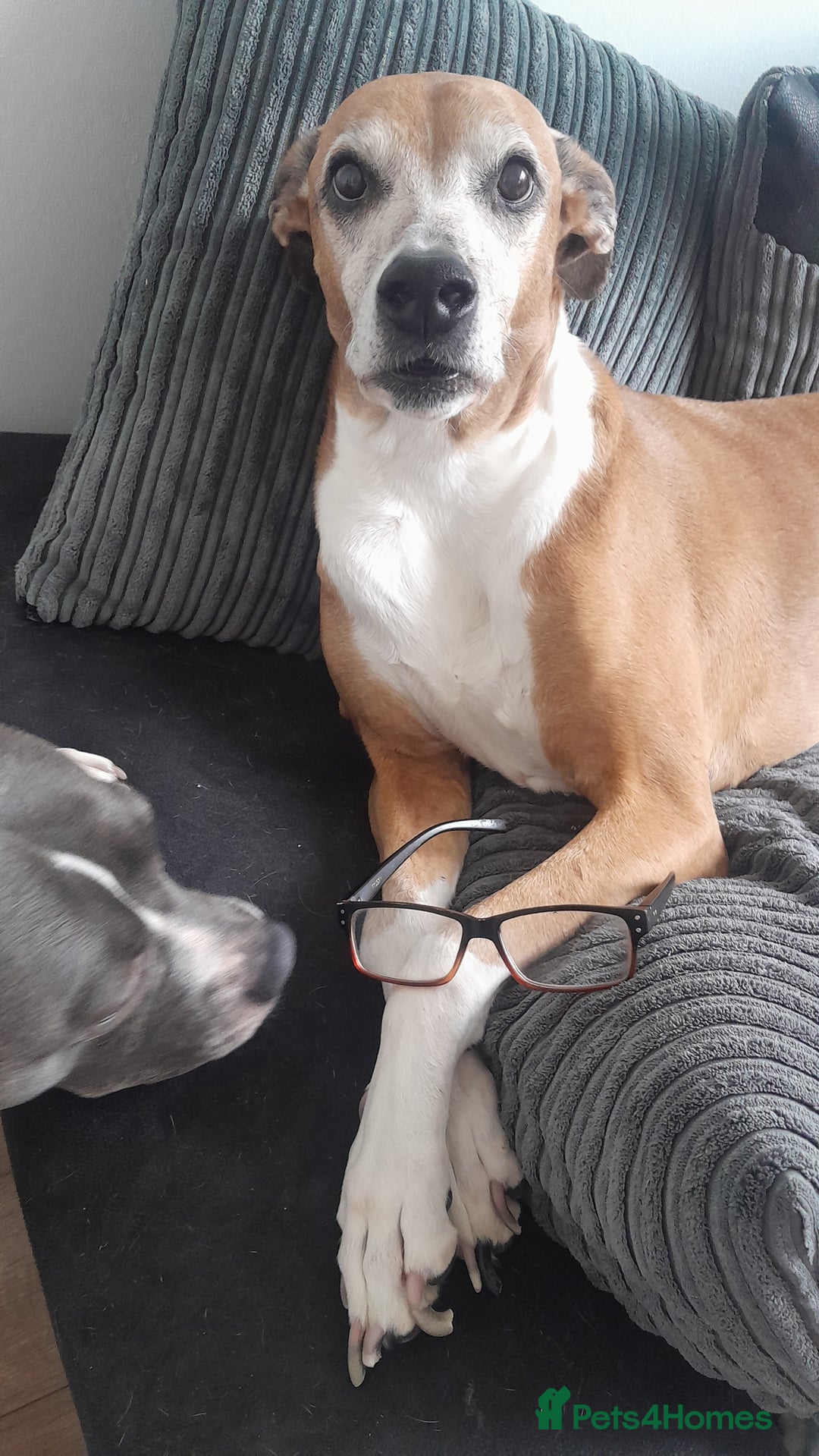 Golden Retriever dogs for sale: Boxer/lurcher rehome - Image 1
