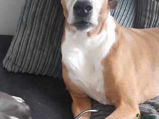 Golden Retriever dogs - Advert 21