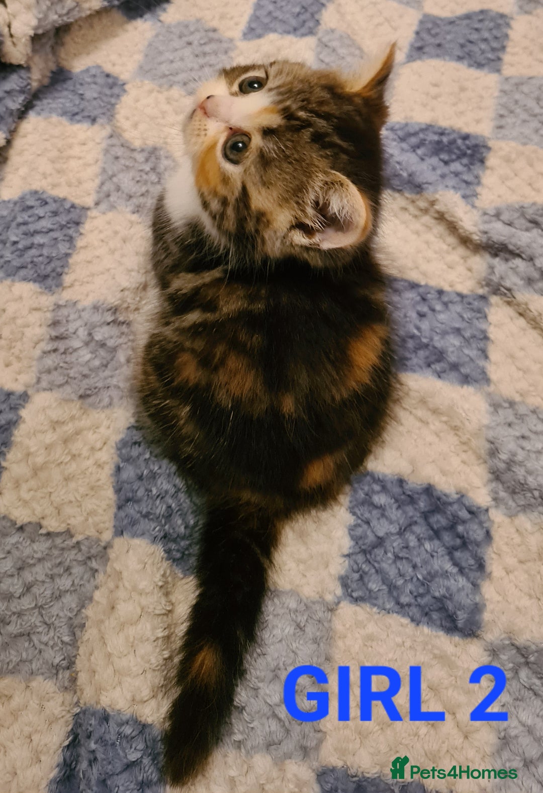 Persian cats for sale: Beautiful Persian X BSH Kittens  - Image 19