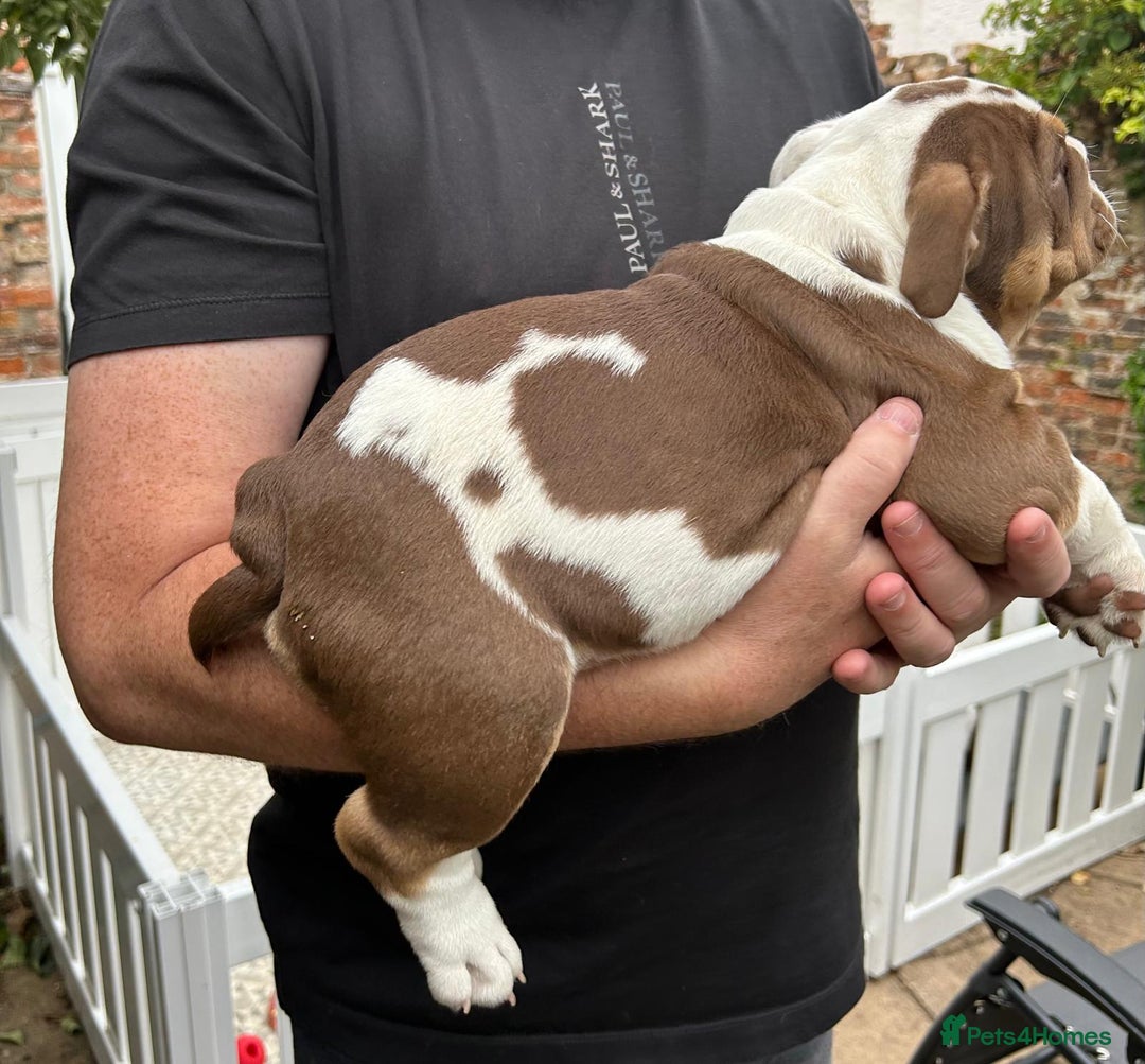 English Bulldog dogs for sale: Here come the Girls - Image 18