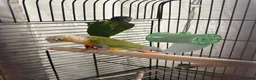 Conures birds for sale: pineapple and maroon bellied conures in Dronfield - Advert 2