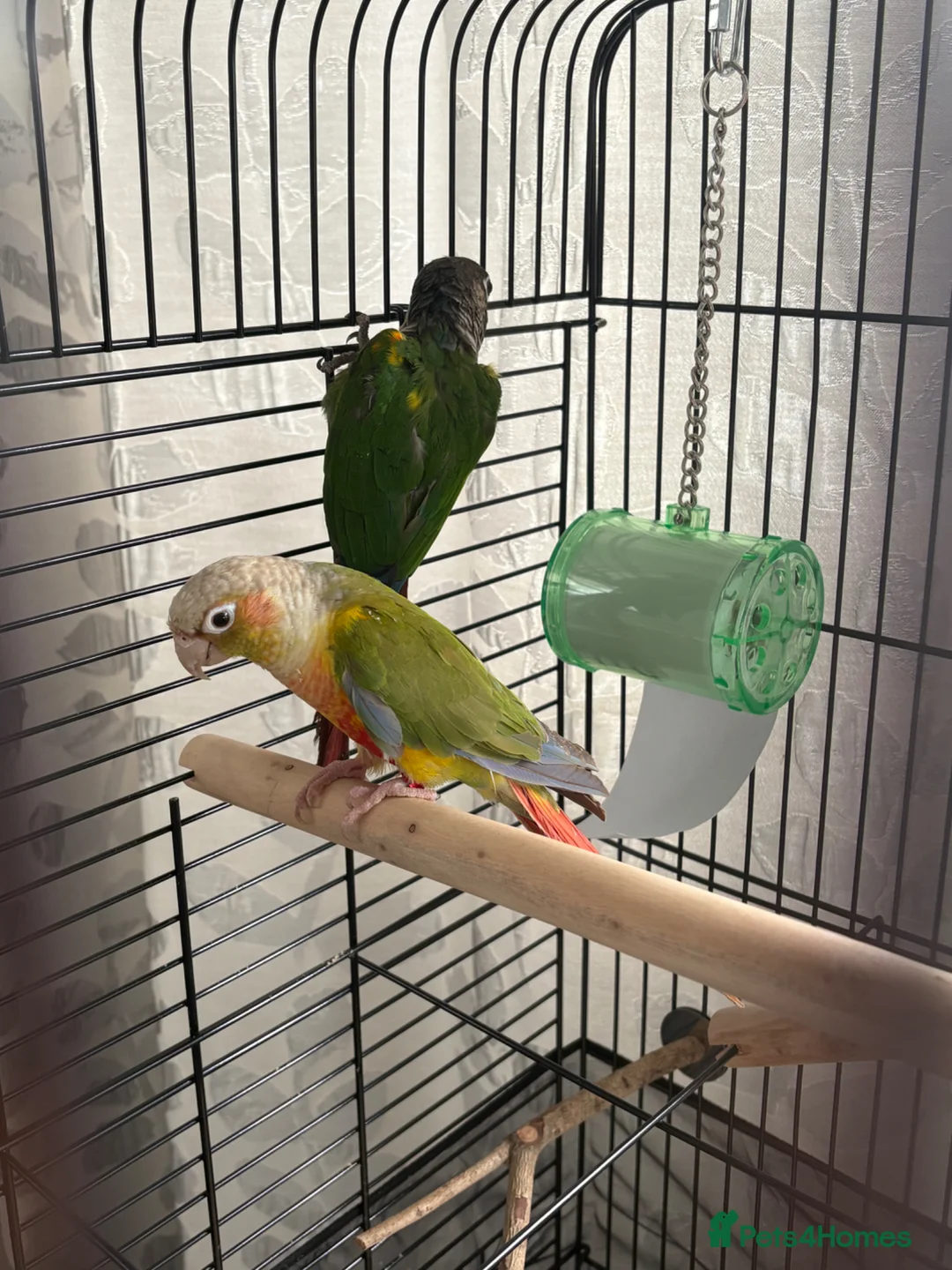 Conures birds for sale: pineapple and maroon bellied conures in Dronfield - Advert 2