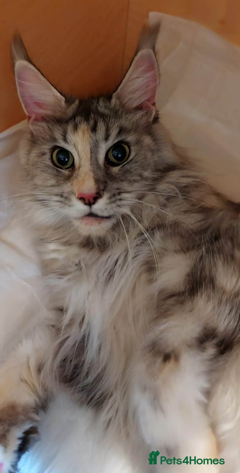 Maine Coon cats TICA active female  - Advert 2