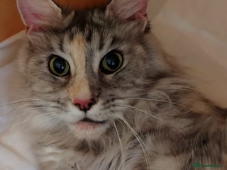 Maine Coon cats TICA active female - Advert 3