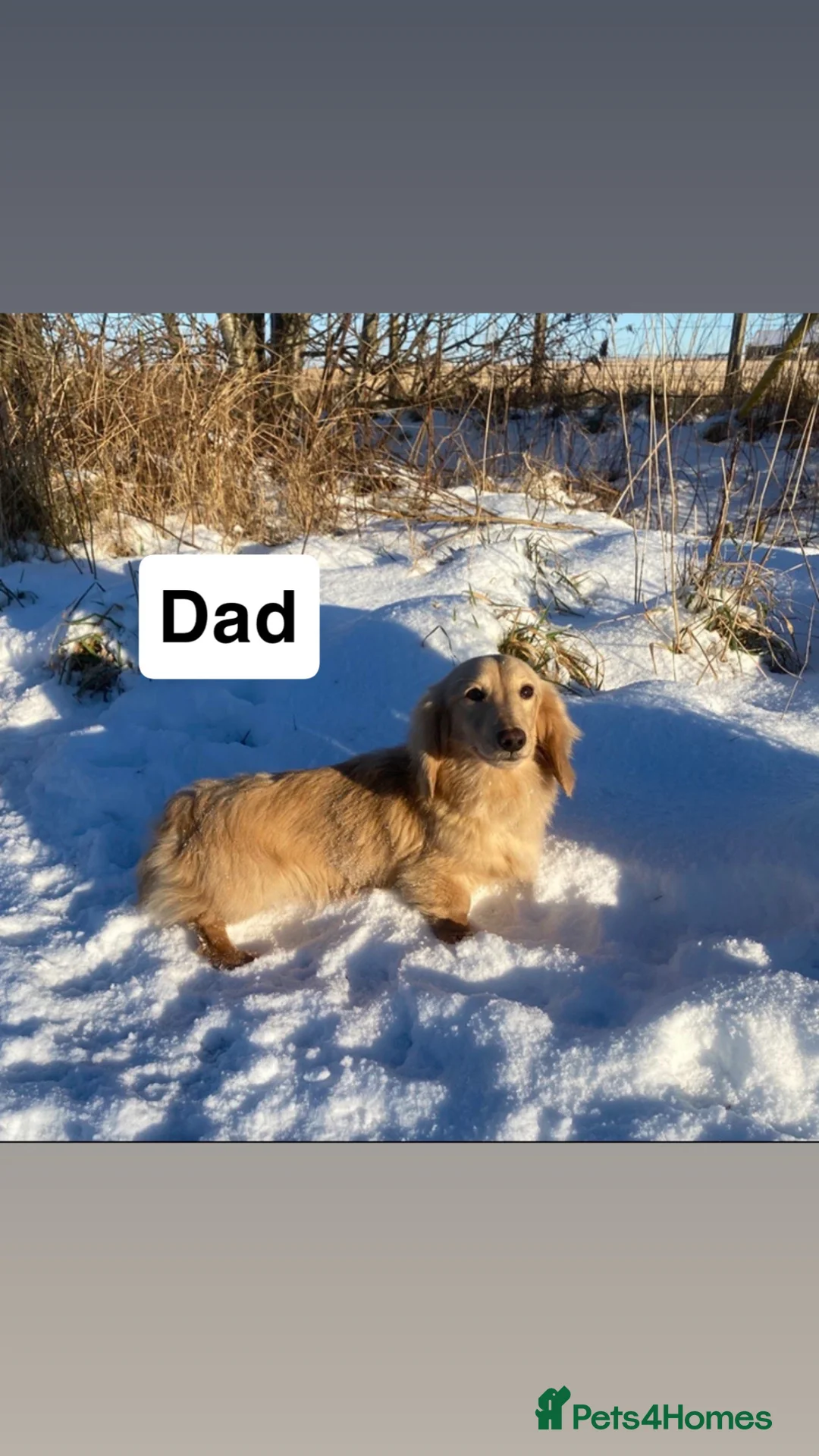 Miniature Dachshund dogs for sale: miniature long hair dachshund  in Inverurie - Advert 13