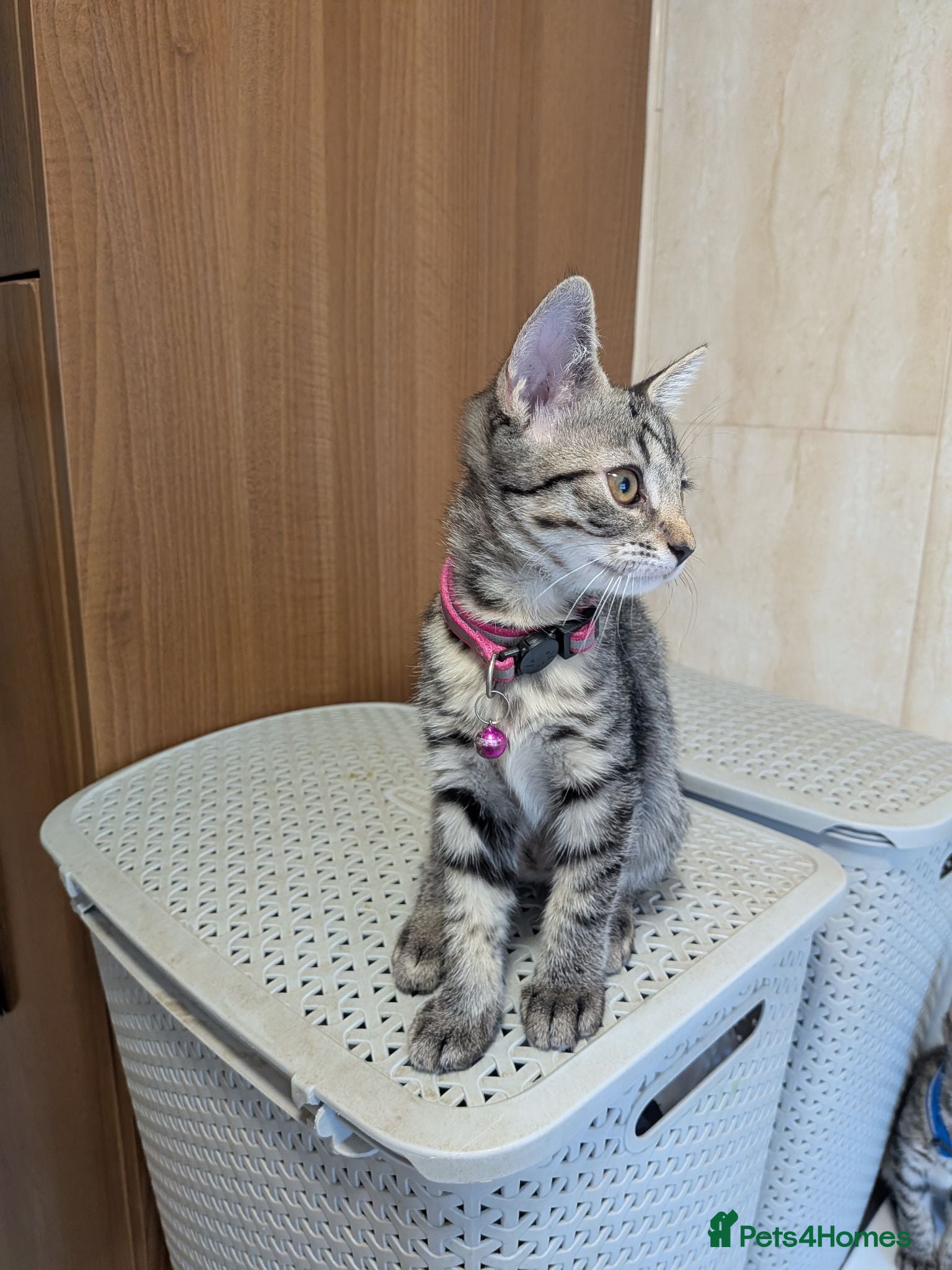 Mixed Breed cats Adorable kittens in London(SE18)😻😍😻 - Advert 2