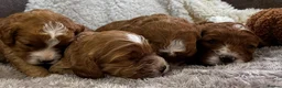 Cavapoo dogs for sale: STUNNING F1 CAVAPOO PUPPIES – CRUFTS SHOW-DOG SIRE - Advert 12