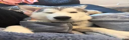 Alaskan Malamute dogs for sale: 4 month old Alaskan malamute  - Advert 3