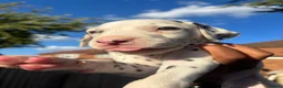 Dalmatian dogs for sale: 🐾 Stunning KC Pedigree Dalmatian Puppies 🐾 - Advert 9