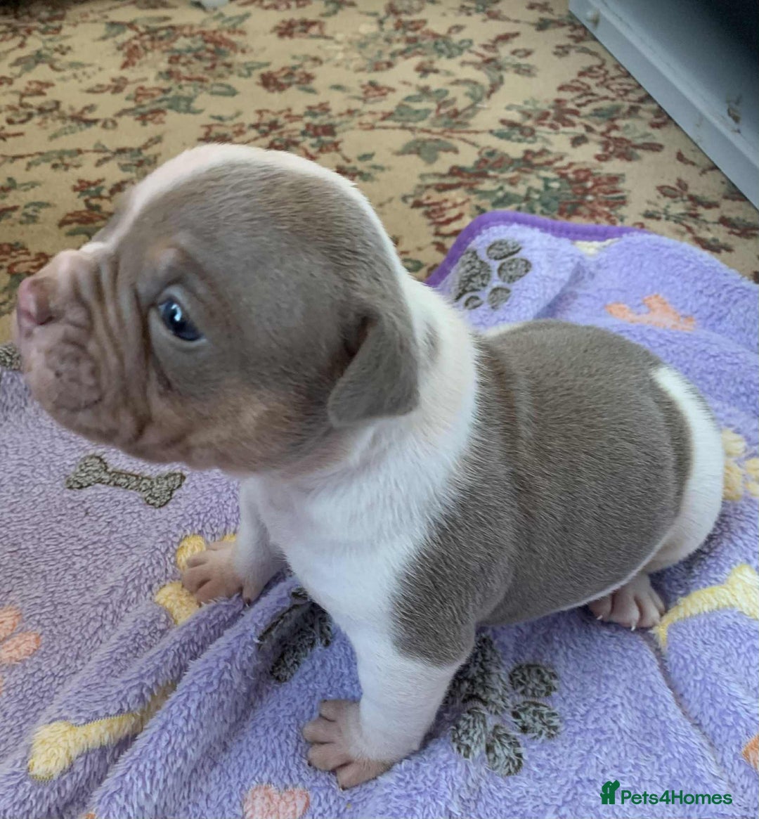 Olde English Bulldogge dogs for sale: Olde english bulldogge pups 1 male / 1 female  - Image 11