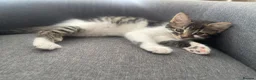Mixed Breed cats for sale: cute kittens ready for a new home now  - Advert 13