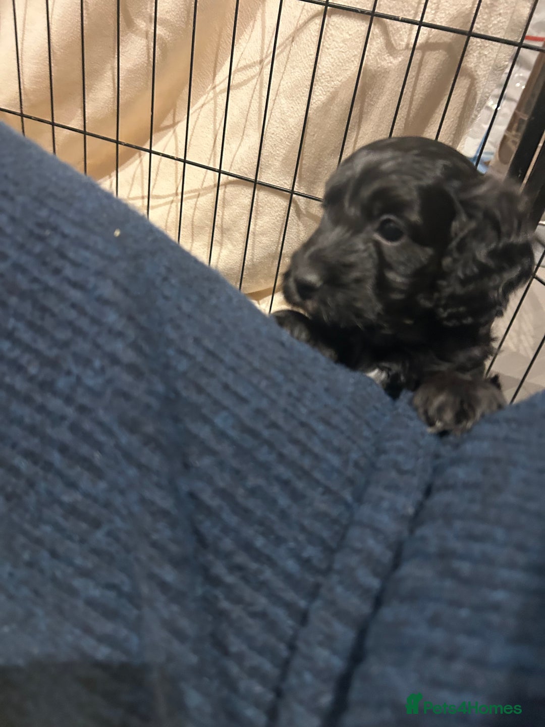 Cockapoo dogs for sale: Cockapoo puppies  - Advert 22