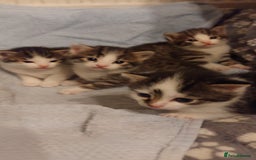 Mixed Breed cats for sale: MIXED KITTENS FOR SALE - Image 2