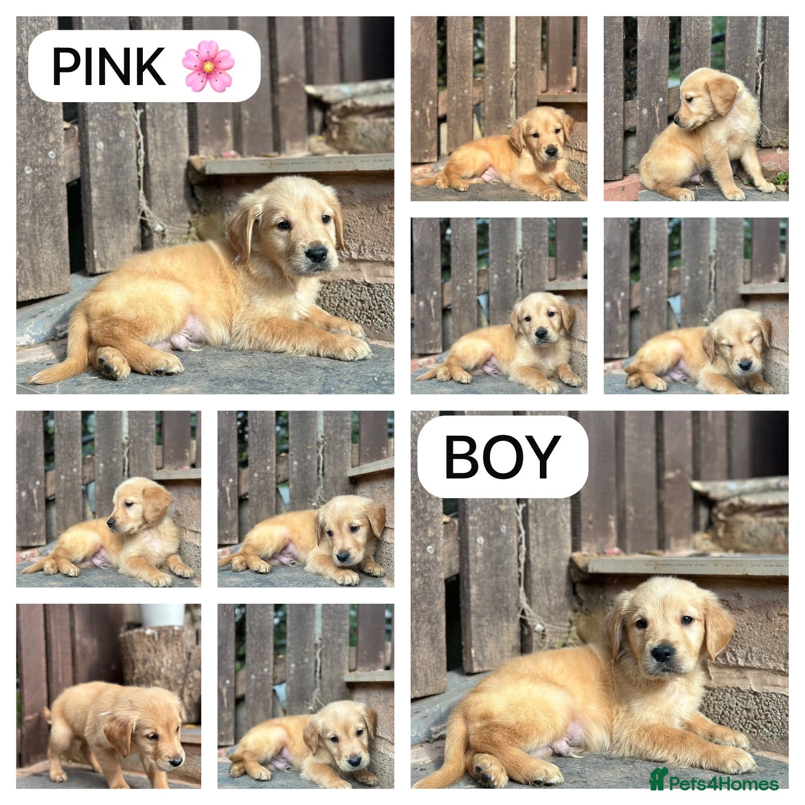 Golden Retriever dogs READY NOW 🎉 PEDIGREE GOLDEN RETRIEVER PUPPIES  - Advert 4