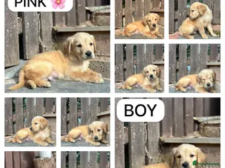 Golden Retriever dogs READY NOW 🎉 PEDIGREE GOLDEN RETRIEVER PUPPIES - Advert 4