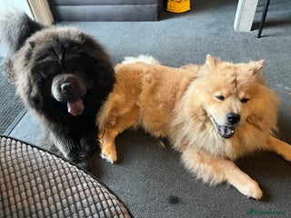 Chow Chow dogs - Advert 3