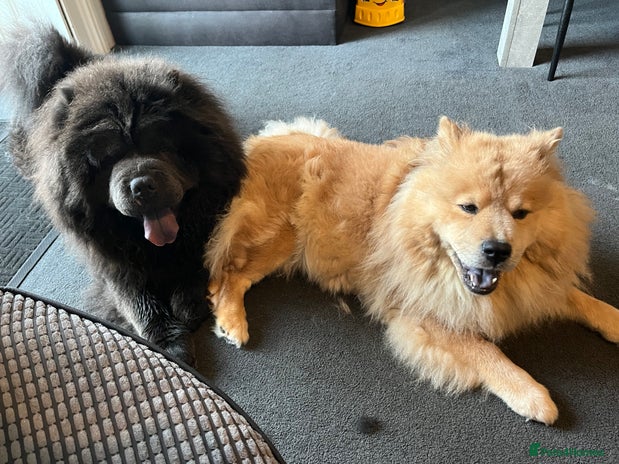 Chow Chow dogs - Advert 2