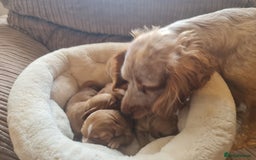 Cocker Spaniel dogs for sale: 3 boy Golden Cocker Spaniel puppies  - Image 4