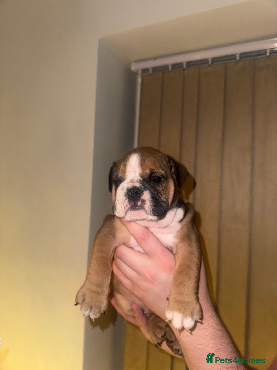 English Bulldog dogs for sale: English Bulldog Puppies🩵🩷 - Advert 5