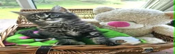 Maine Coon cats for sale: **FABULOUS GORGEOUS MAINE COON KITTYS READY NOW ** - Advert 9