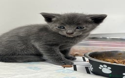 Siamese cats for sale: Beautiful Siamese-Linked Kittens Ready Soon 🐾🤎 - Image 9