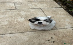 Shih Tzu dogs for sale: Beautiful shih Tzu puppies - Image 4