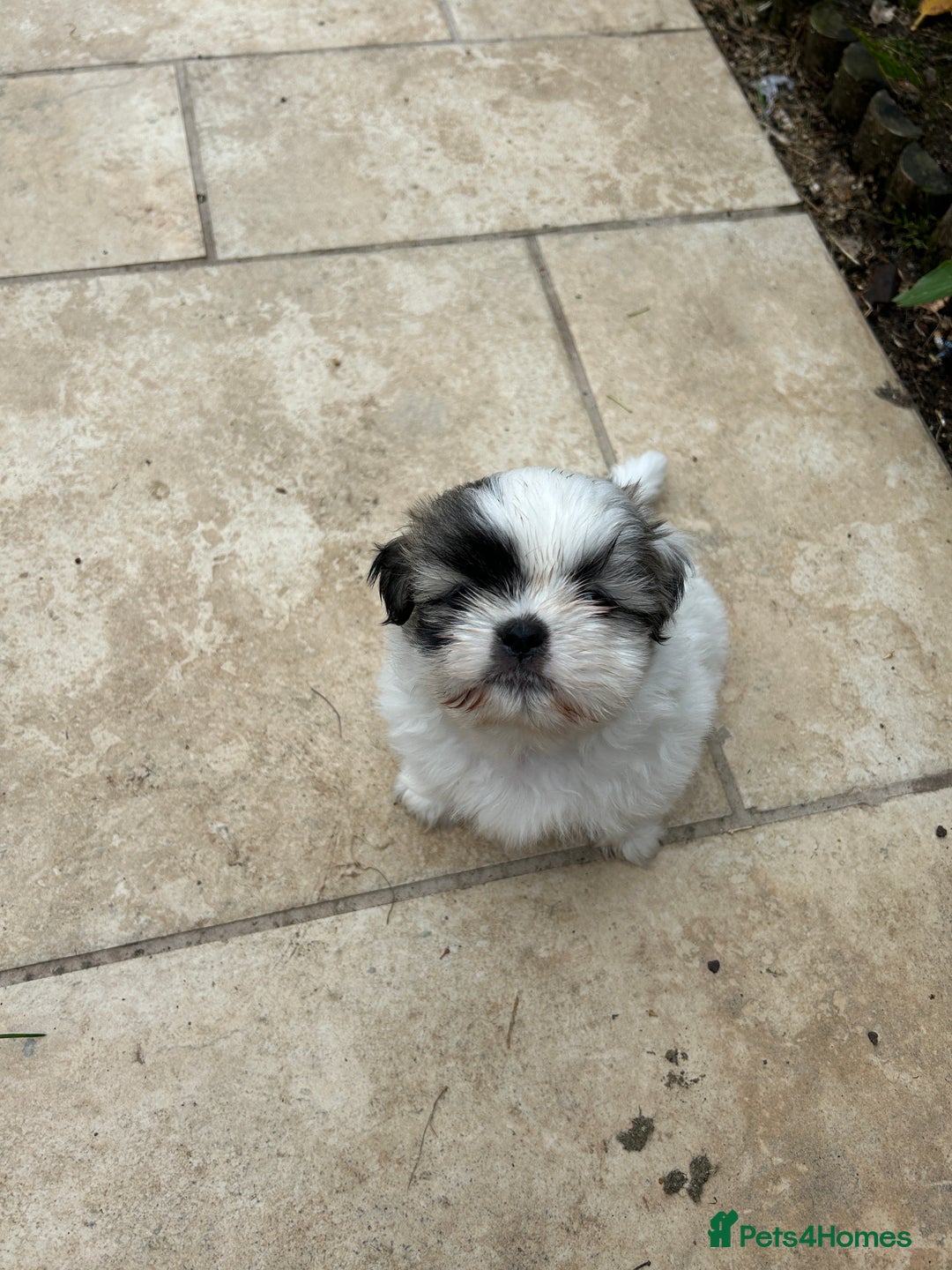 Shih Tzu dogs for sale: Beautiful shih Tzu puppies - Image 4