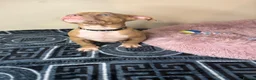 American Bully dogs for sale: Quality pocket bullies last few remaining❤️ - Advert 8