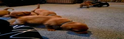 Labrador Retriever dogs for sale: Stunning dark red puppies  - Advert 21