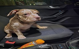 American Bully dogs for sale: Standard American Bully Pups (NOT XL) - Image 9