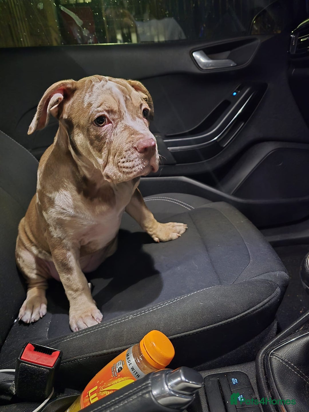 American Bully dogs for sale: Standard American Bully Pups (NOT XL) - Image 9