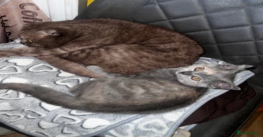 Scottish Fold cats - Advert 8
