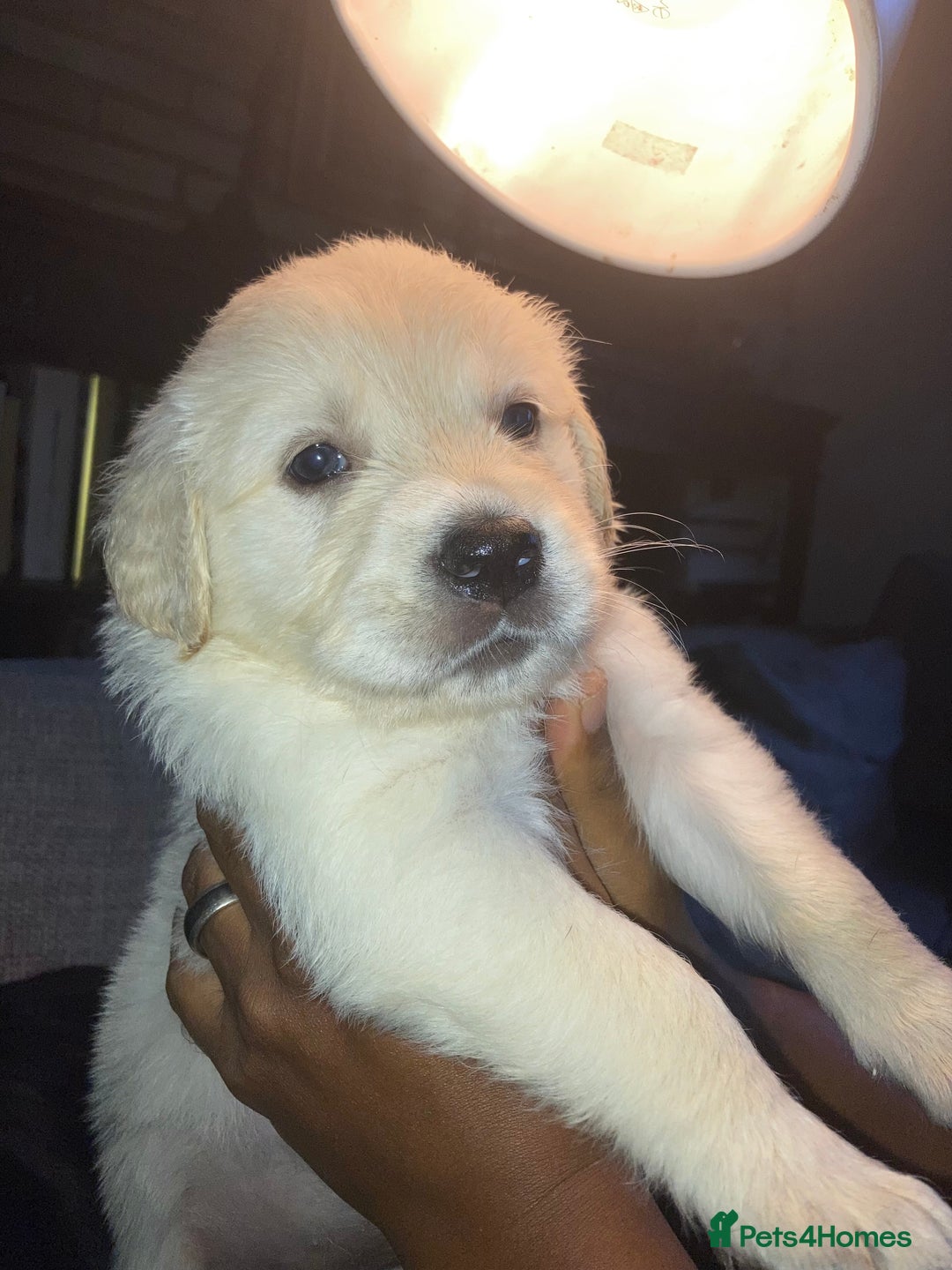 Mixed Breed dogs for sale: Golden retriever cross welsh collie  - Image 12