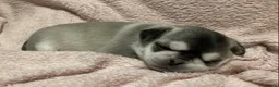 Pug dogs for sale: Fluffy teddy bear pugs husky markings  - Advert 9