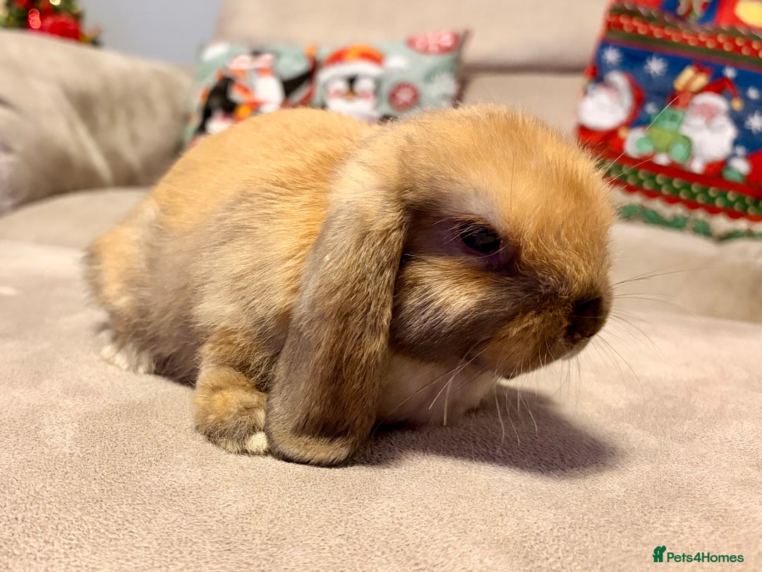 Mini Lop rabbits for sale: Pure Mini Lop Rabbits - Advert 3