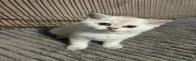 British Shorthair 1