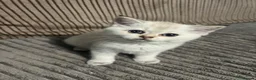British Shorthair cats for sale: 4 British shorthairs for sale - Advert 15