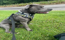 Staffordshire Bull Terrier dogs for stud: STUD pure bred blue Staffordshire bull terrier  - Image 5