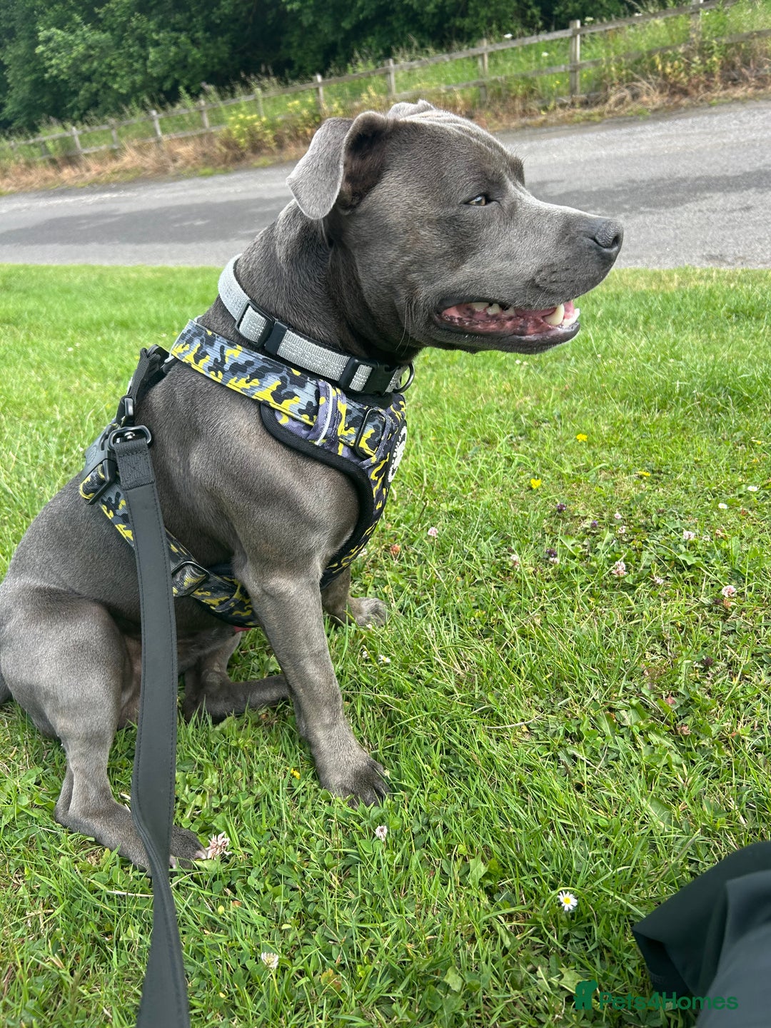 Staffordshire Bull Terrier dogs for stud: STUD pure bred blue Staffordshire bull terrier  - Image 5