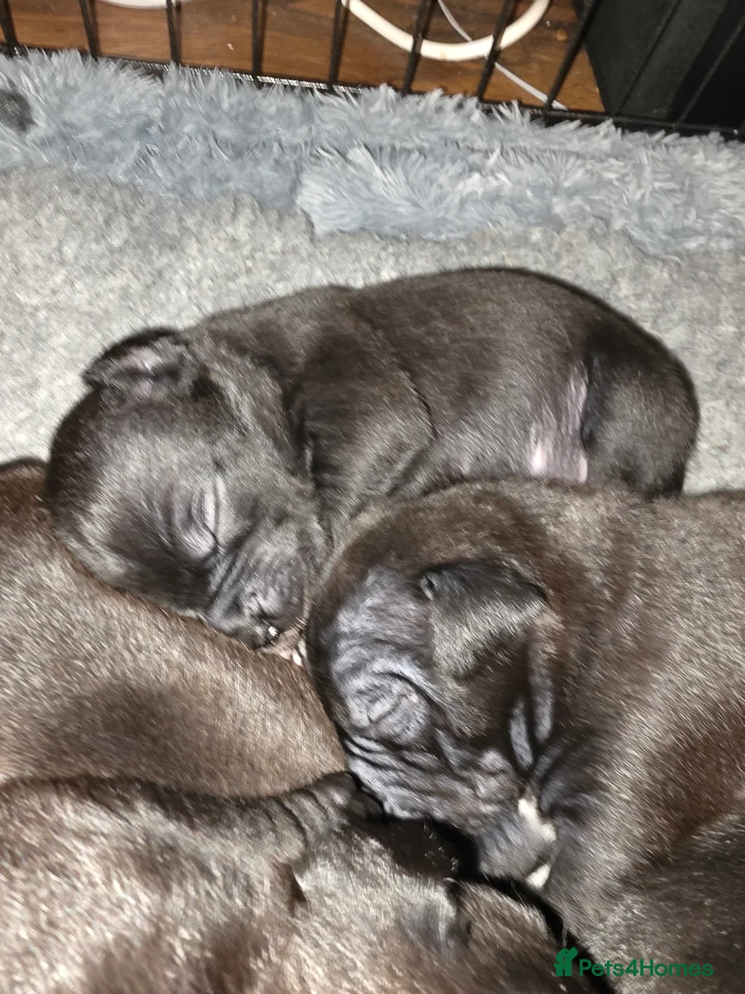 Mixed Breed dogs for sale: Staffy x cane corso in Blyth - Advert 3